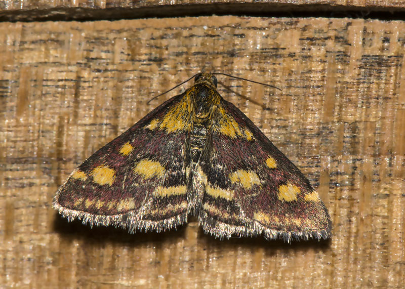 Pyrausta purpuralis - Crambidae